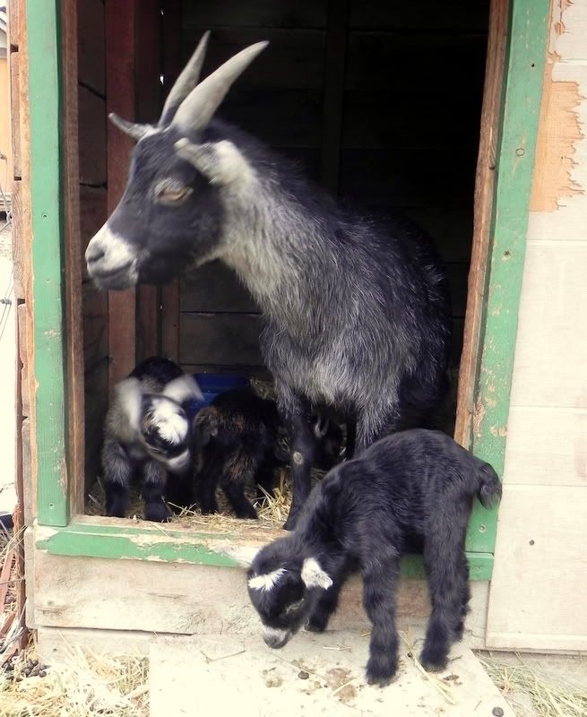 Pygmy babies pics!!! - Goats
