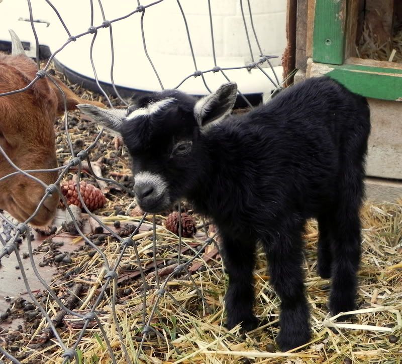 Pygmy babies pics!!! - Goats