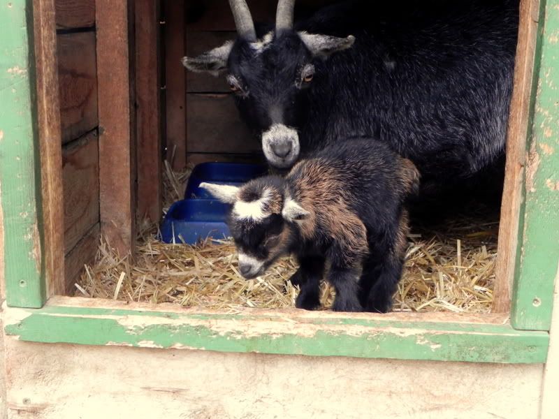 Pygmy babies pics!!! - Goats