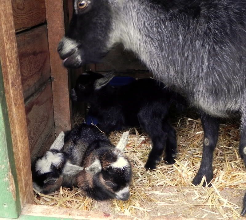 Pygmy babies pics!!! - Goats