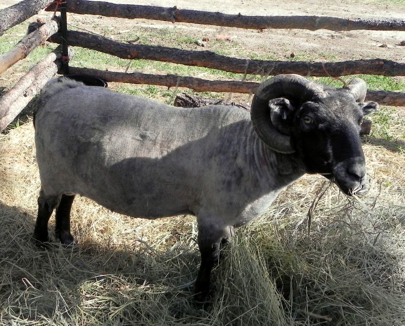 Not baby goats but... - Goats