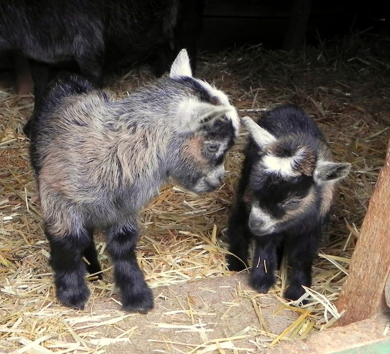 Pygmy babies pics!!! - Goats