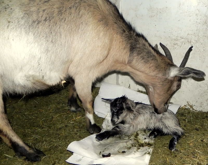 Last kids of the season :) Pic heavy - Goats