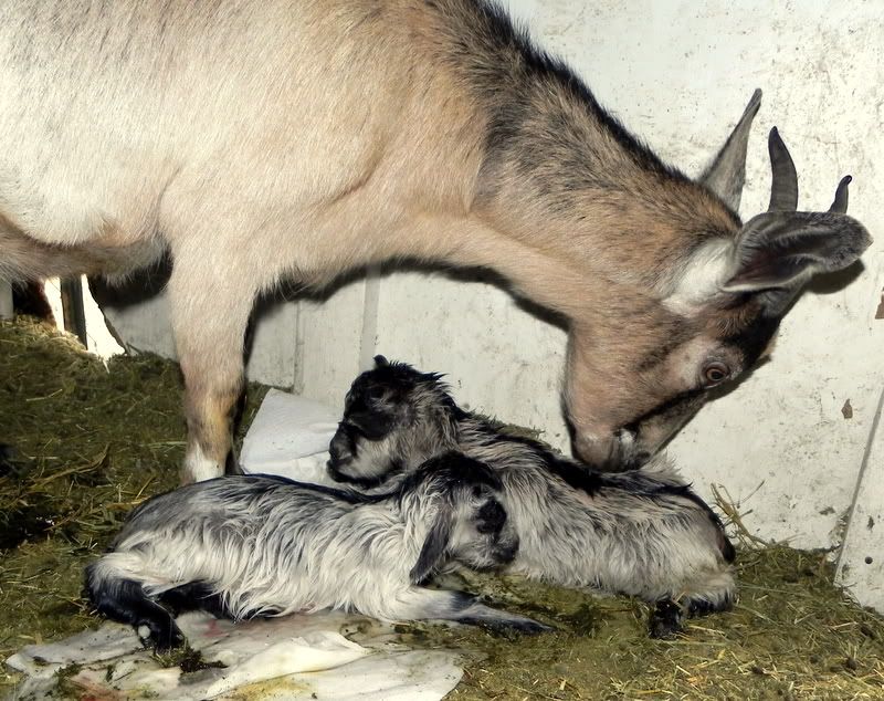 Last kids of the season :) Pic heavy - Goats