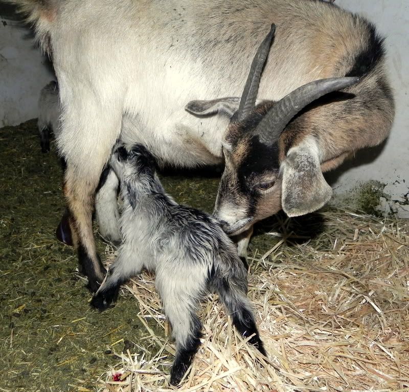 Last kids of the season :) Pic heavy - Goats