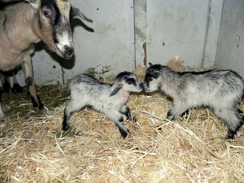 Last kids of the season :) Pic heavy - Goats
