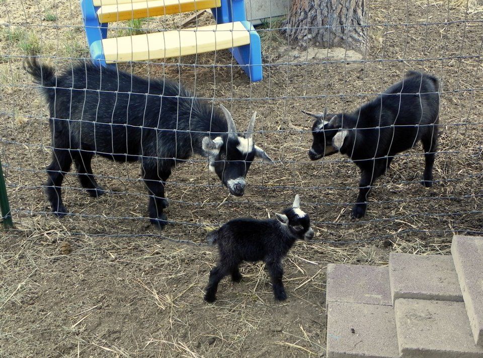 Not baby goats but... - Goats