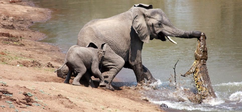 Alligator Vs Elephant