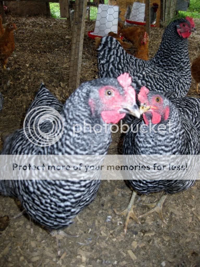 Taylor Hobby Farms 20+ Assorted Hatching Eggs for Incubator, NPIP