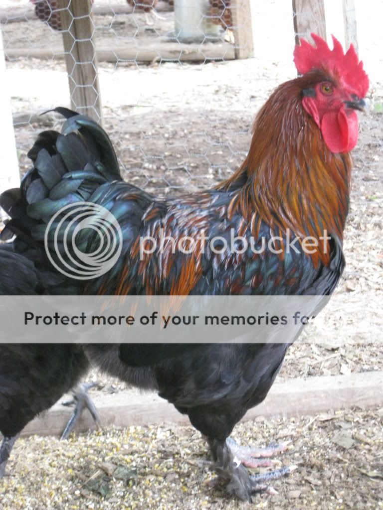 Exhibition Line French Black (blue) Copper Maran Hatching Eggs for